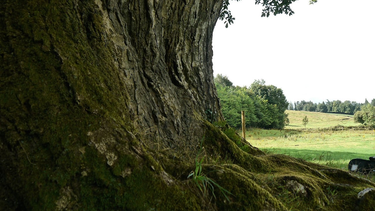 Call of the Forest: The Forgotten Wisdom of Trees Background