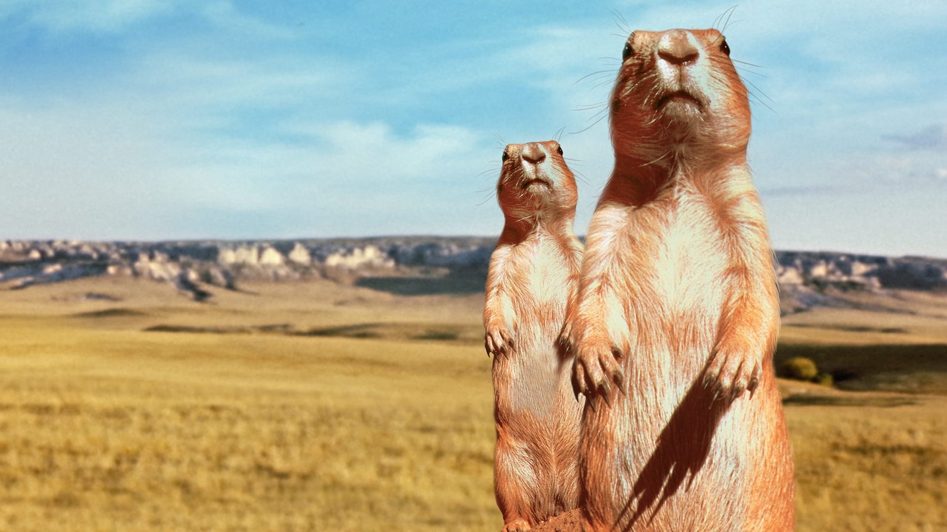 The Vanishing Prairie Background