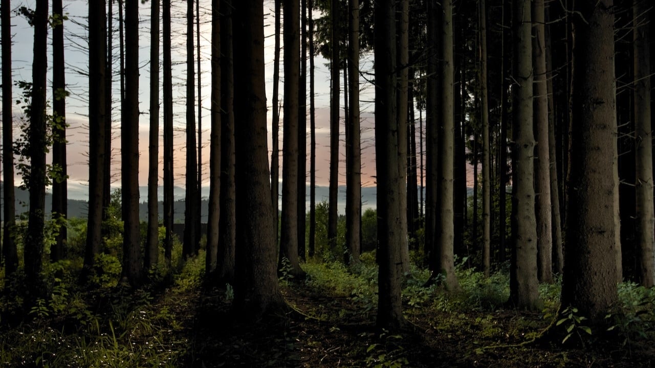 L'homme et la forêt Background