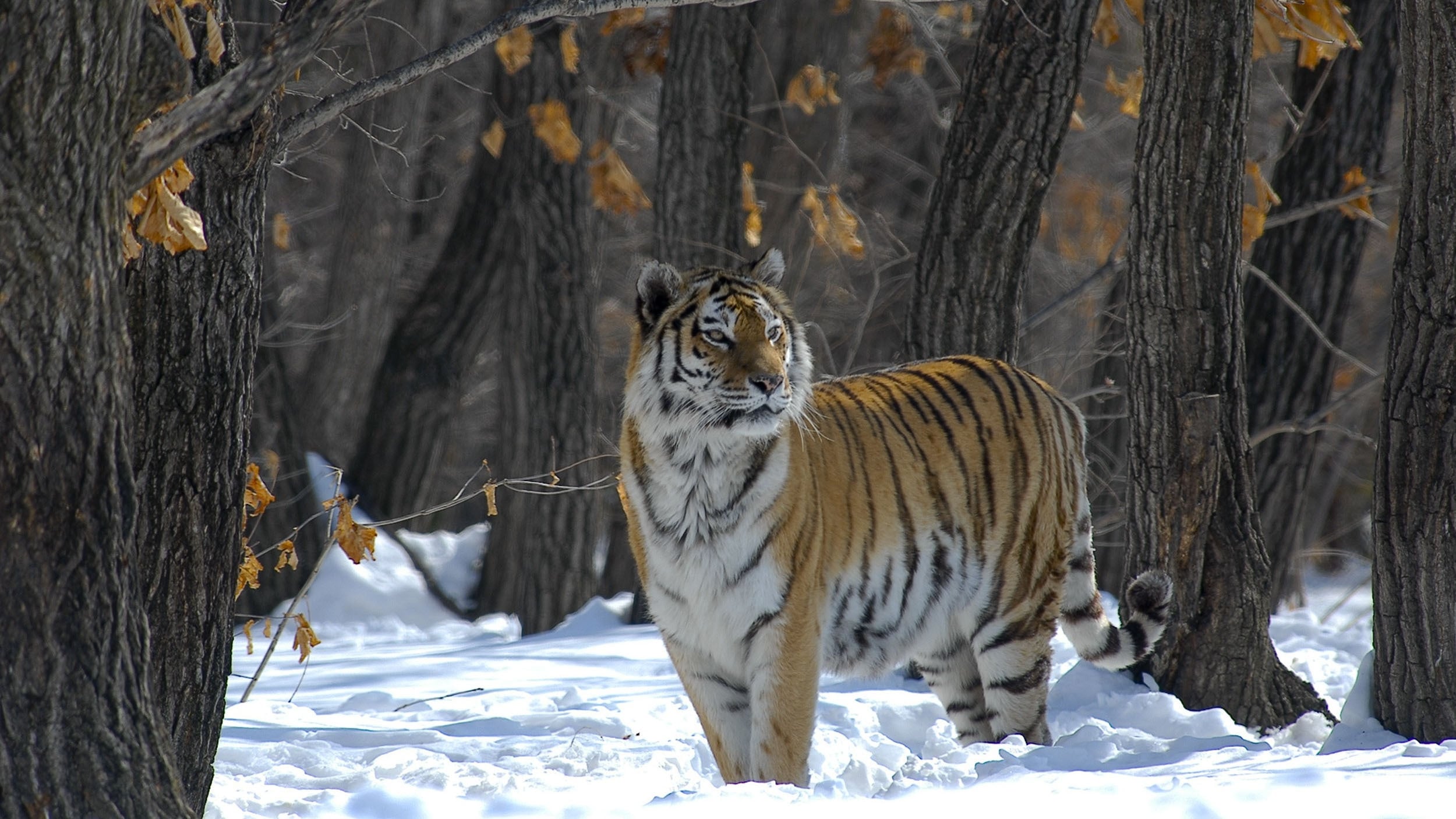 Russia - In the Realm of Tigers, Bears and Volcanoes Background