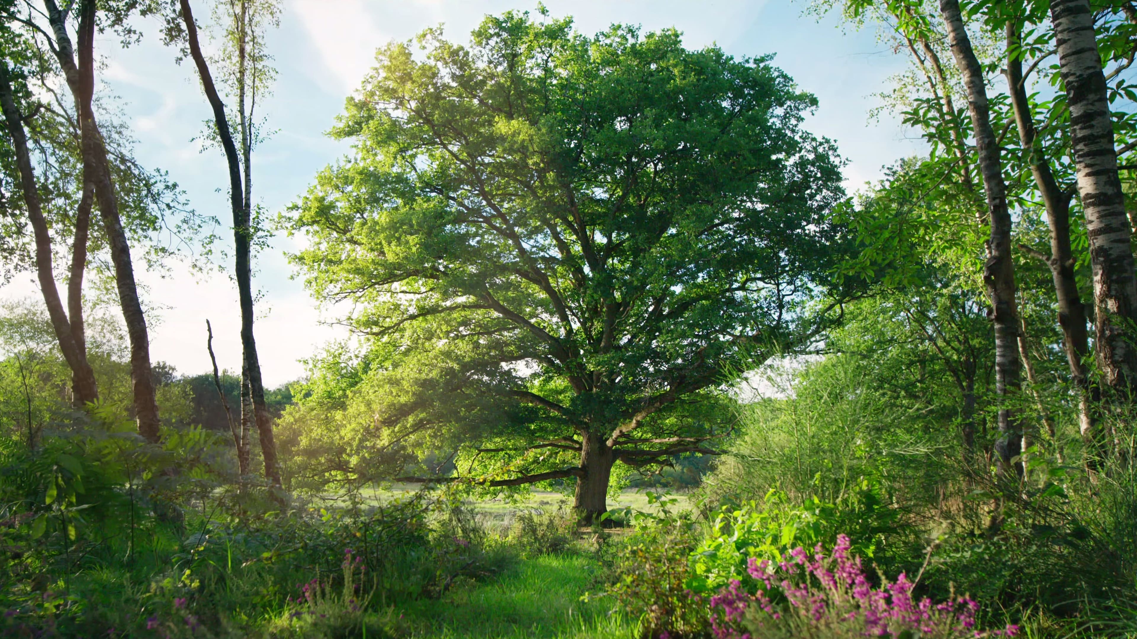 Heart of an Oak Background