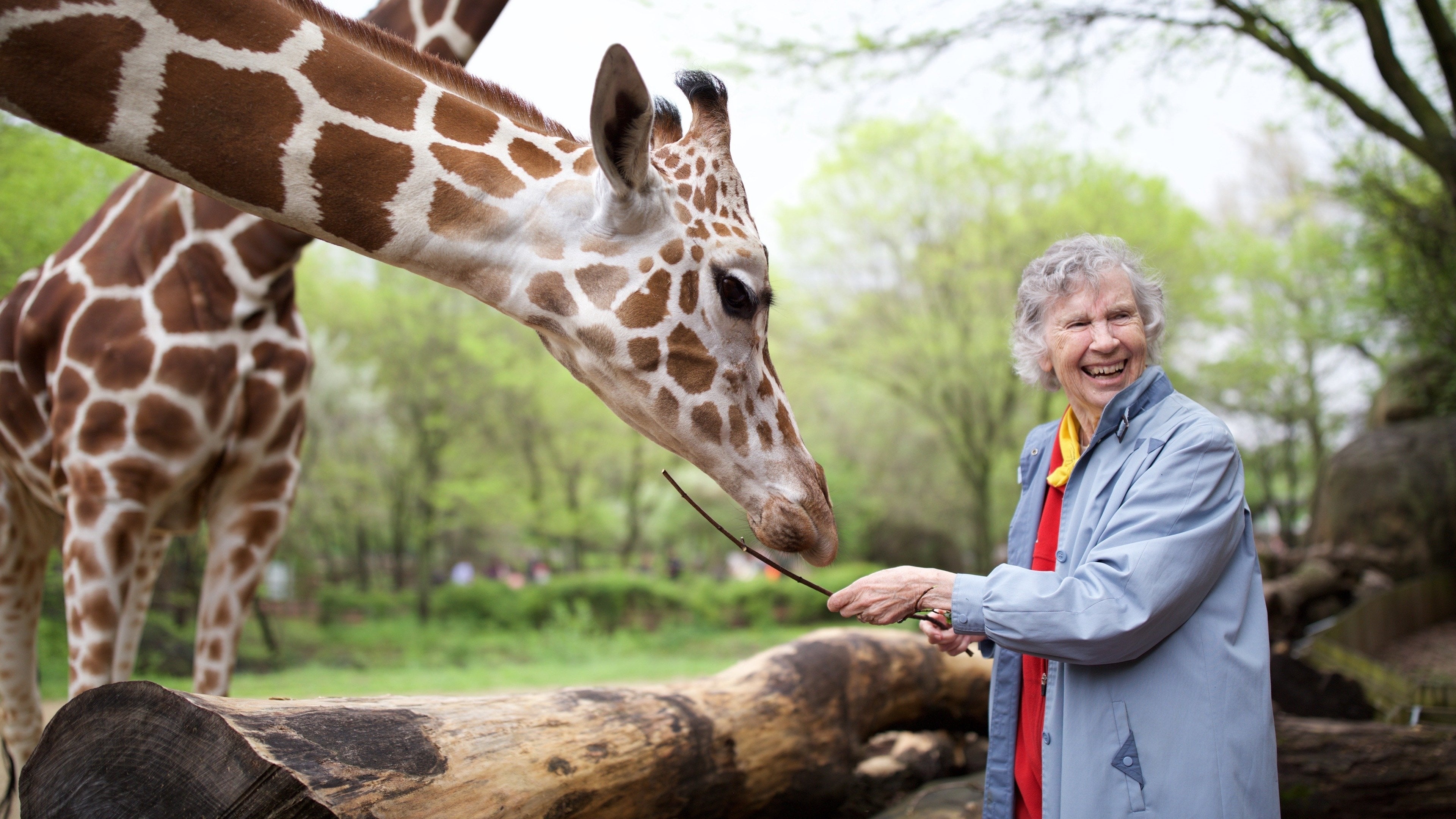 The Woman Who Loves Giraffes Background