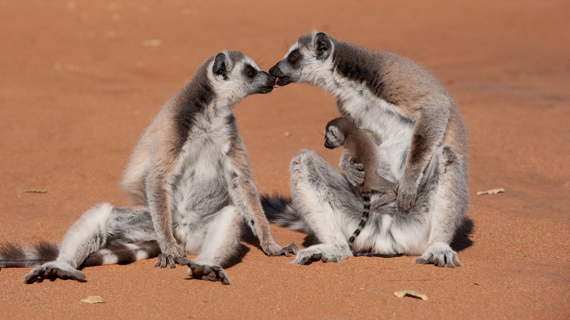 Island of Lemurs: Madagascar Background