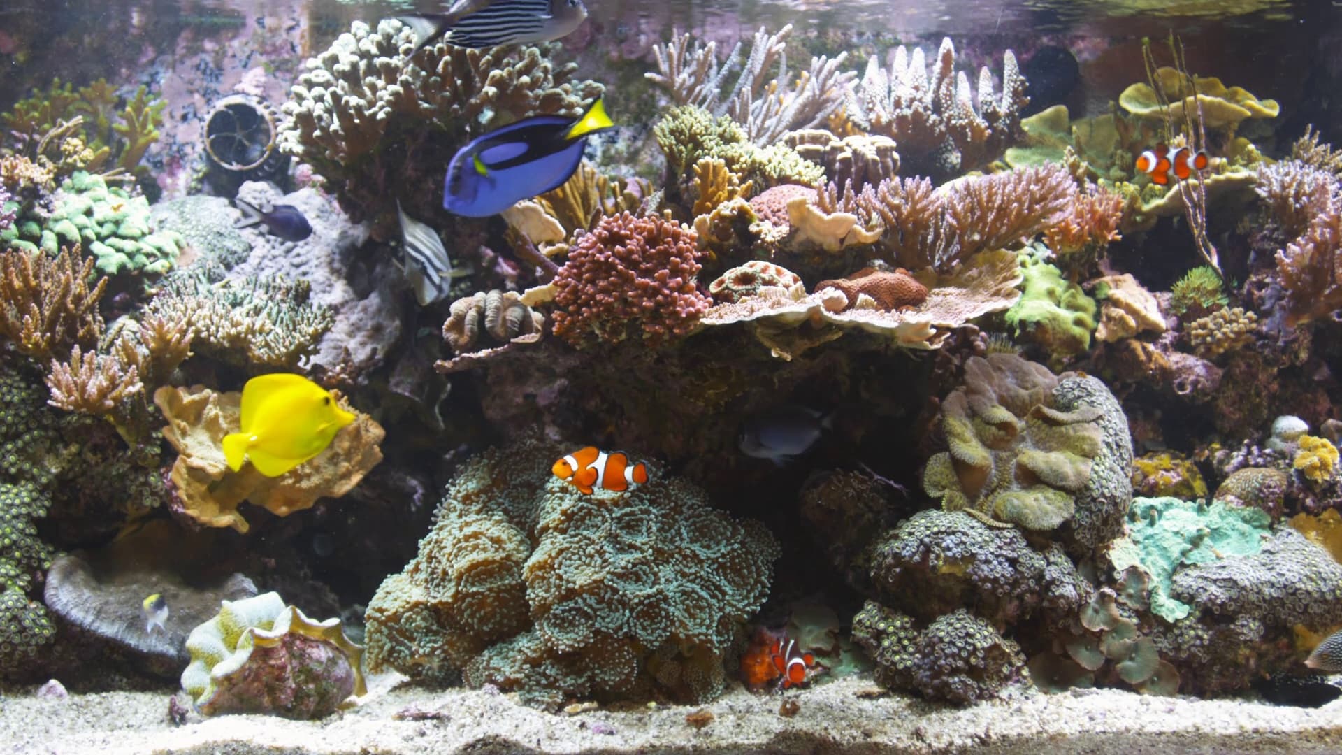 BluScenes: Coral Reef Aquarium Background