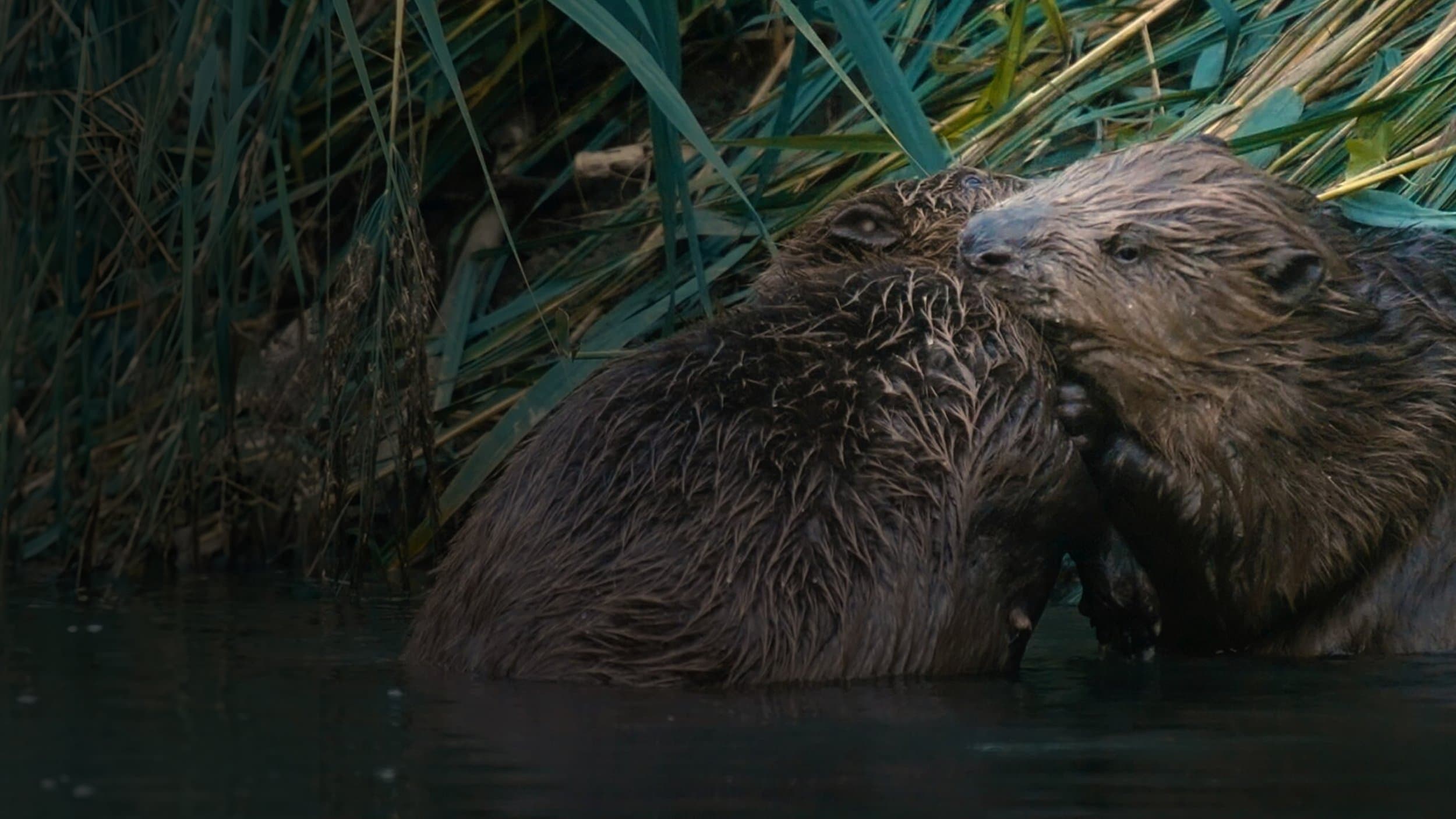 Castor, la force de la nature Background