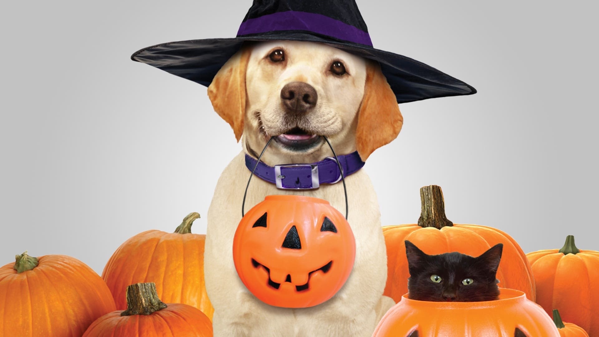 The Dog Who Saved Halloween Background