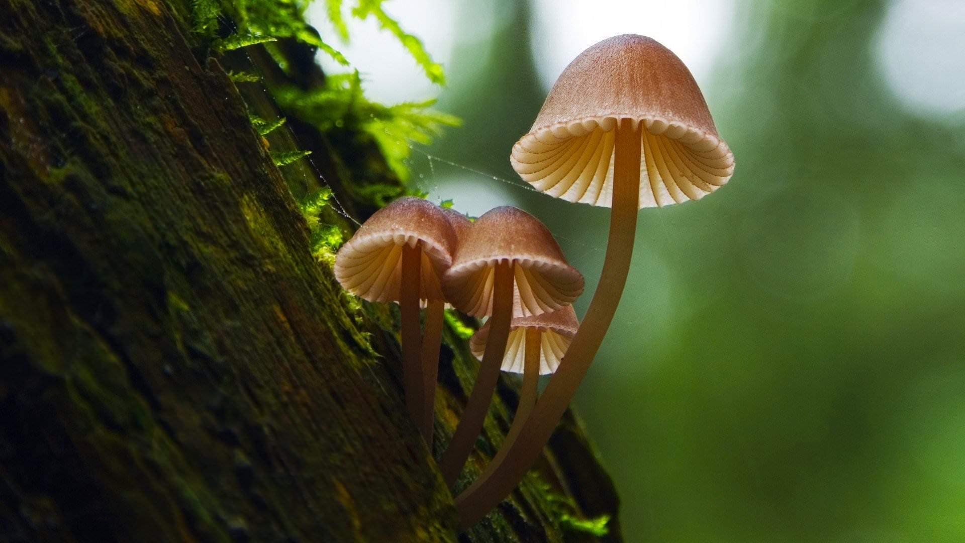 Fantastic Fungi Background