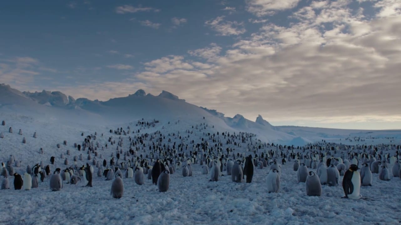 Les Secrets des Animaux des Glaces Background