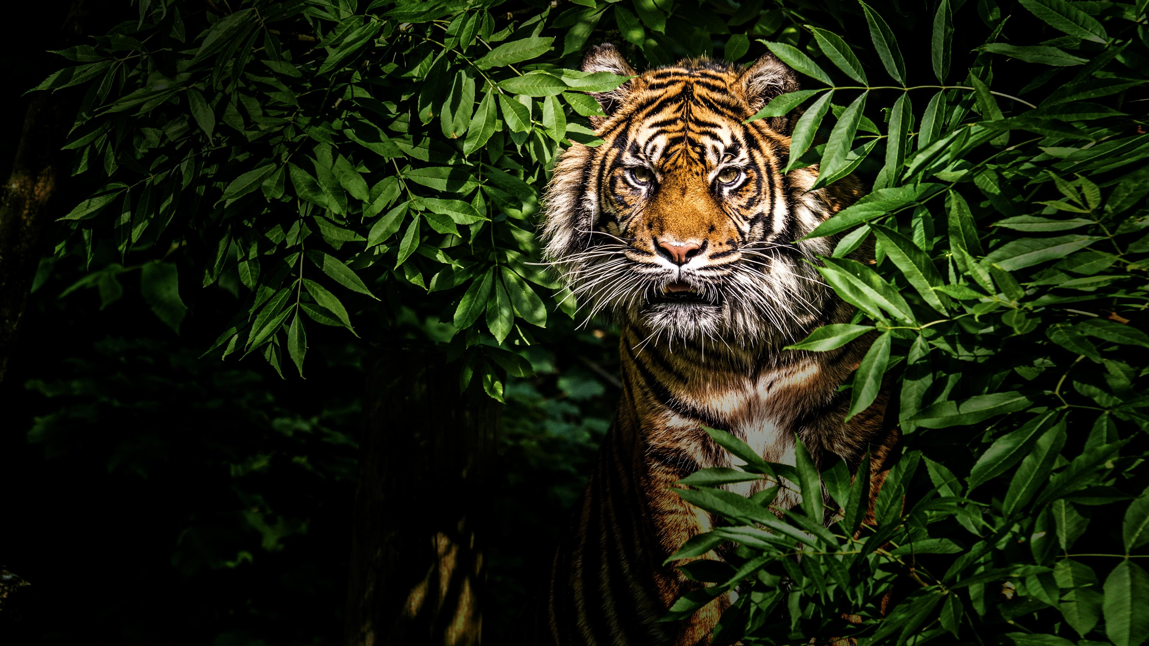 Thailand's Wild Cats Background