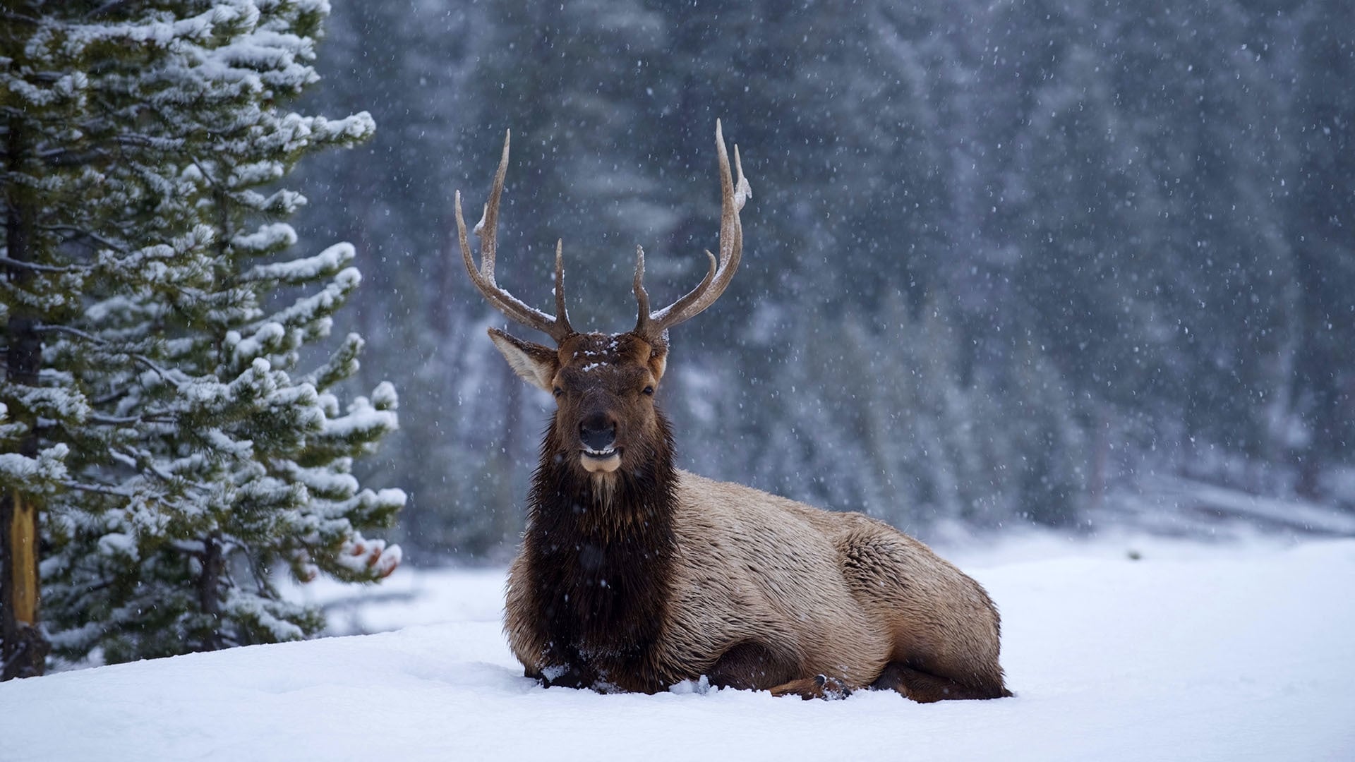 Great Yellowstone Thaw Background