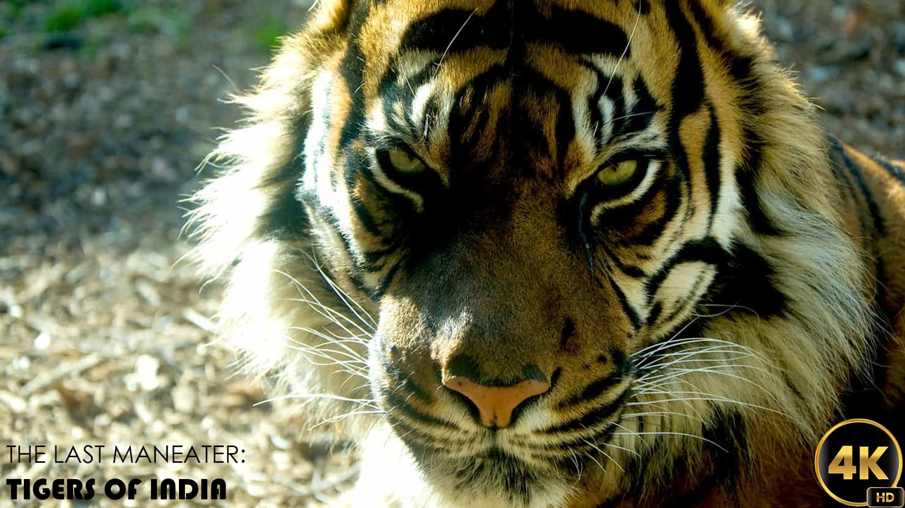 The Last Maneater: Killer Tigers of India Background