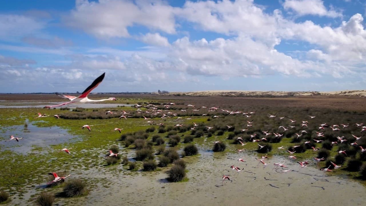 Wetlands: The Legacy of Luc Hoffmann Background