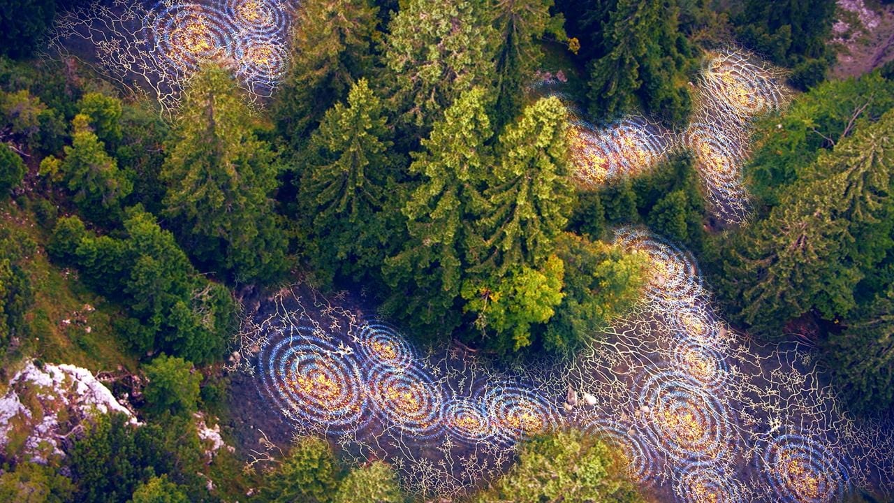 Unsere Wälder: Die Sprache der Bäume Background