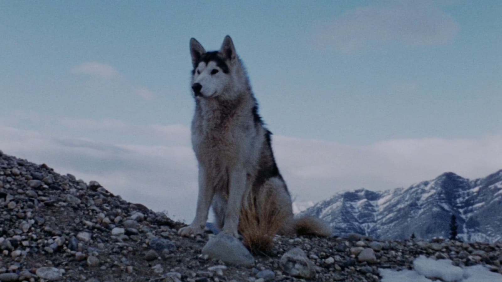 Nikki, Wild Dog of the North Background